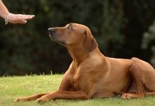 Εκπαίδευση και συμπεριφορά του σκύλου