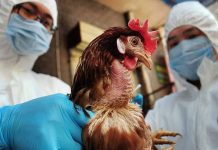 Η Γρίπη των Πτηνών στην Περιφέρεια ΑΝ. Μακεδονίας και Θράκης