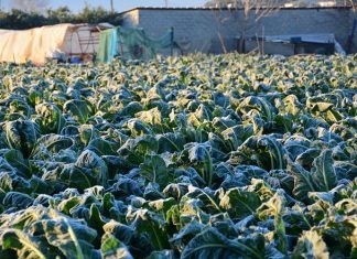 Φέρες: Δηλώσεις για παγετό στα κηπευτικά
