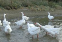 Οδηγίες για τη γρίπη των πτηνών