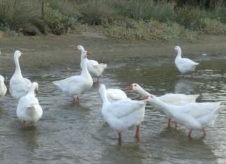 Οδηγίες για τη γρίπη των πτηνών