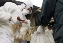 Βουλγαρία: Εξαπλώνεται η γρίπη των πτηνών σε μονάδες παραγωγής πουλερικών