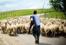 Ο Αγροτοκτηνοτροφικός Σύλλογος Θάσου κατηγορεί την διοίκηση της ΑΜΘ για την καθυστέρηση των αποζημιώσεων