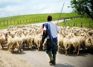 Ο Αγροτοκτηνοτροφικός Σύλλογος Θάσου κατηγορεί την διοίκηση της ΑΜΘ για την καθυστέρηση των αποζημιώσεων