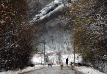 Ανακοίνωση Πανελλαδικής Επιτροπής Μπλόκων για τις ζημιές στην κτηνοτροφία από το χιονιά