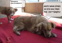 Πώς μπορείς να βοηθήσεις μόνος σου ένα αδέσποτο ζώο!