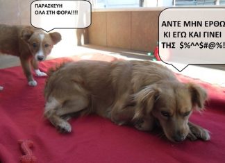 Πώς μπορείς να βοηθήσεις μόνος σου ένα αδέσποτο ζώο!