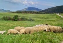 Πρόσκληση για την υποβολή προτάσεων στο πρόγραμμα «Γενετικοί Πόροι στην Κτηνοτροφία»