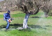 Κίνδυνος να χαθεί το πρόγραμμα δακοκτονίας … λόγω κυβερνητικής ολιγωρίας