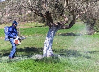Κίνδυνος να χαθεί το πρόγραμμα δακοκτονίας … λόγω κυβερνητικής ολιγωρίας