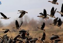 Φεβρουάριος: Καιρός για χήνες στο Δέλτα του Έβρου