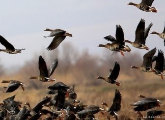 Φεβρουάριος: Καιρός για χήνες στο Δέλτα του Έβρου