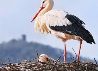 Υποψηφιότητα του Πόρου στα βραβεία Bravo 2016
