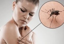 Συναγερμός στα Βαλκάνια για ασθένειες από κουνούπια – Τι γίνεται στην Ελλάδα