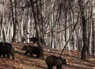 Ήρθε η άνοιξη… ξύπνησαν οι αρκούδες στον Αρκτούρο