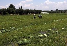 Νέες περιοχές του νομού Έβρου στο πρόγραμμα της απονιτροποίησης στο ΠΑΑ 2014-2020