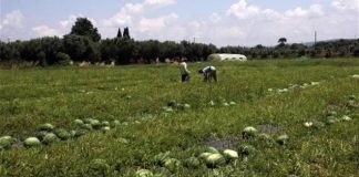 Νέες περιοχές του νομού Έβρου στο πρόγραμμα της απονιτροποίησης στο ΠΑΑ 2014-2020
