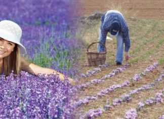 Εσπερίδα “Αρωματικά φυτά : Προοπτικές και πλαίσιο ανάπτυξης” σήμερα στις Φέρες
