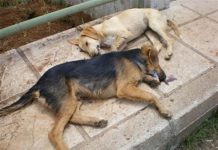 ρυξηόσφατης μαζικής δηλητηρίασης αδέσποτων ζώων στα Δίκελλα