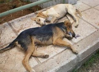 ρυξηόσφατης μαζικής δηλητηρίασης αδέσποτων ζώων στα Δίκελλα