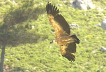 Ένας νεαρός ταξιδιάρης Μαυρόγυπας… επέστρεψε στη Δαδιά