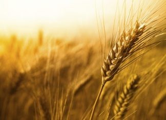 Νέο πρόγραμμα ενίσχυσης έως και 90% επενδύσεων στην Αγροτική Ανάπτυξη
