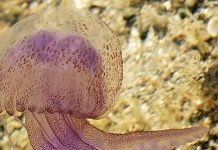 Να τι πρέπει να κάνετε αν το παιδί σας το τσιμπήσει τσούχτρα