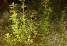 Καλλιεργούσε… 88 δενδρύλλια κάνναβης σε αγροτική περιοχή του βορείου Έβρου