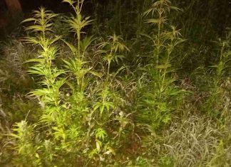 Καλλιεργούσε… 88 δενδρύλλια κάνναβης σε αγροτική περιοχή του βορείου Έβρου