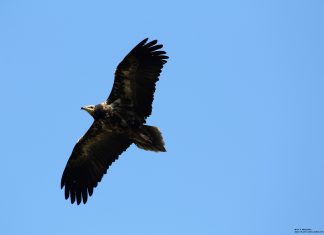 Ο Ασπροπάρης… της Δαδιάς