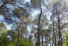 Σουφλί: «Ηλεκτρονικός πυροφύλακας» θα εντοπίζει φωτιές στο Εθνικό Πάρκο