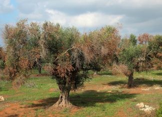 Ποια τα μέτρα του Υπουργείου Αγροτικής Ανάπτυξης για την πρόληψη και προστασία από το θανατηφόρο βακτήριο της ελιάς;