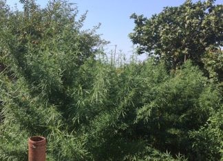 Συνελήφθη ημεδαπός κατηγορούμενος για καλλιέργεια δενδρυλλίων κάνναβης, στην Ξάνθη