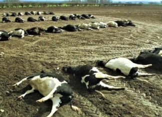ΥΠΑΑΤ: Σε 180 εκτροφές η κλινική επιτήρηση για τον αφθώδη πυρετό στη Λέσβο