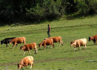Μείωση 4,9% το 2016 του αριθμού των βοοειδών που εκτρέφονται στην Ελλάδα