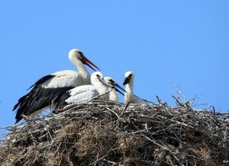 Οι Πελαργοί κατέκλυσαν την περιοχή του Δέλτα Έβρου