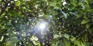Αίθριος ο καιρός της Δευτέρας με βοριαδάκια