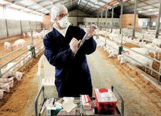 Παρατείνεται έως τις 9 Αυγούστου η διάθεση 79 στρατιωτικών κτηνιάτρων για την αντιμετώπιση της ευλογιάς και του αφθώδους πυρετού