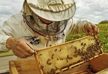 Δωρεάν ταχύρρυθμα προγράμματα κατάρτισης για μελισσοκόμους από τον ΕΛΓΟ – ΔΗΜΗΤΡΑ