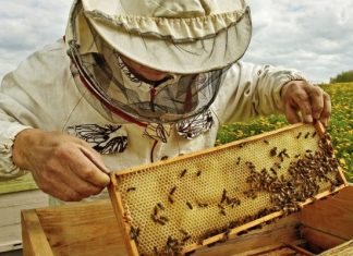 Δωρεάν ταχύρρυθμα προγράμματα κατάρτισης για μελισσοκόμους από τον ΕΛΓΟ – ΔΗΜΗΤΡΑ