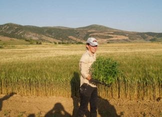 Τέλος στις διεκδικήσεις του Δημοσίου για αγροτικές εκτάσεις που είχαν παραχωρηθεί σε πολίτες – Νέα ρύθμιση αφορά χιλιάδες ιδιοκτήτες