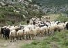 Σάκης Αρναούτογλου προς Κομισιόν: «Η μετακινούμενη κτηνοτροφία δεν αντέχει άλλη εγκατάλειψη»