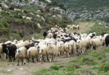 Σάκης Αρναούτογλου προς Κομισιόν: «Η μετακινούμενη κτηνοτροφία δεν αντέχει άλλη εγκατάλειψη»