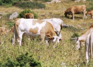 Στα 17 τα κρούσματα αφθώδους πυρετού στη Λέσβο – Επιβεβαιώθηκαν 4 νέα
