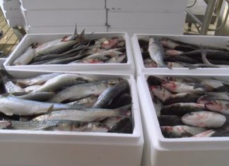Σύλληψη 60χρονου στην Καβάλα για άρνηση παράδοσης 584 κιλών αλιευμάτων