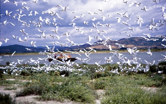 Εικόνα που περιέχει χλόη, υπαίθριος, πεδίο, όρθιος

Περιγραφή που δημιουργήθηκε αυτόματα