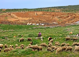 Αιγοπροβατοτροφία στην ΑΜΘ: Πτώση 60% σε 15 χρόνια και νέα ανησυχία για τον αφθώδη