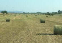 Ανοίγει η πλατφόρμα για ενισχύσεις de minimis σε καλλιεργητές μηδικής – Δικαιούχοι και στον Έβρο