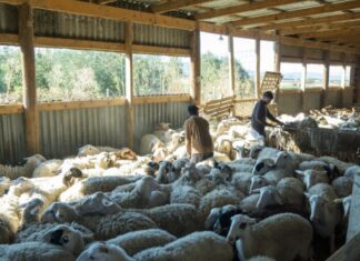 ΥΠΑΑΤ: Προθεσμία αιτήσεων για έκτακτες προσλήψεις αντιμετώπισης ευλογιάς αιγοπροβάτων έως 4 Απριλίου 2026