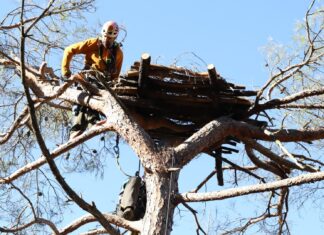 Γεννήθηκαν οι πρώτοι μαυρόγυπες στις τεχνητές φωλιές της Δαδιάς